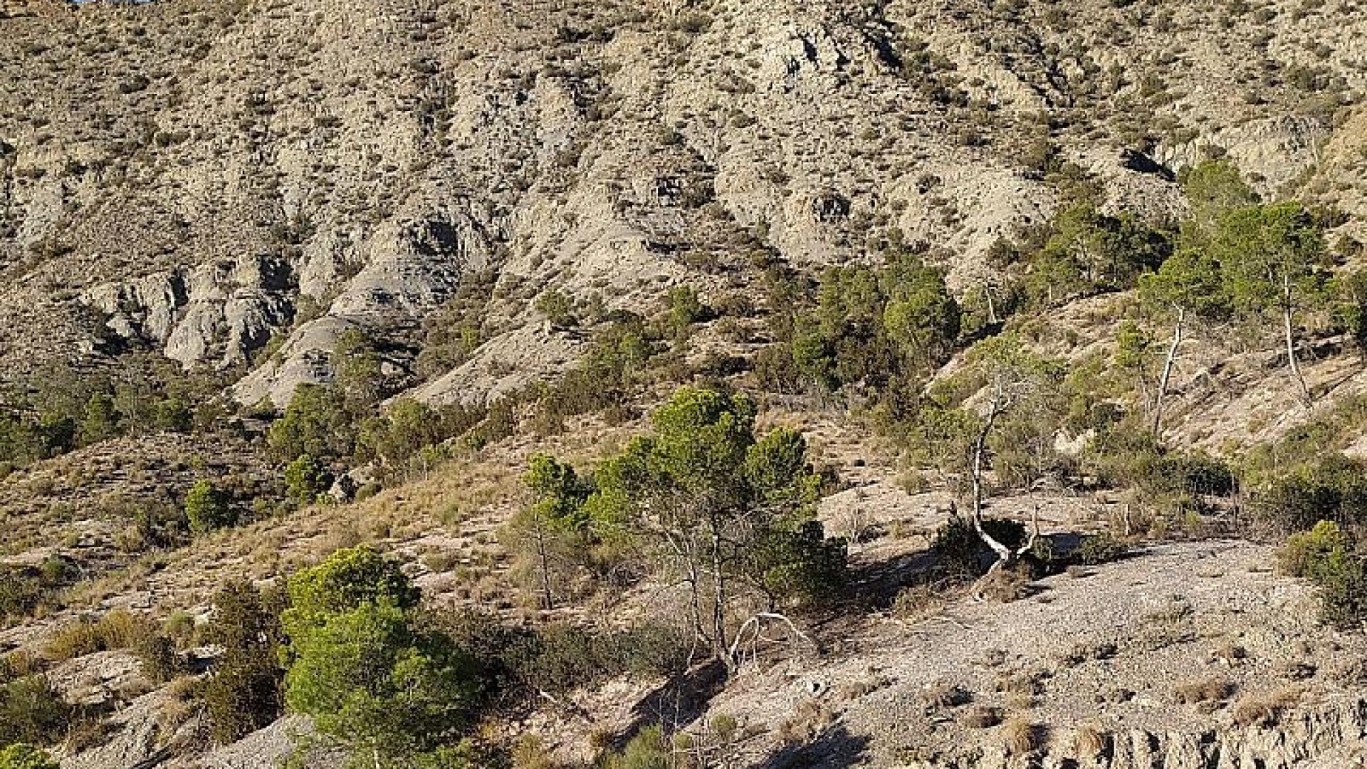 Mobilizing primary biodiversity data for Mozambican species of conservation concern