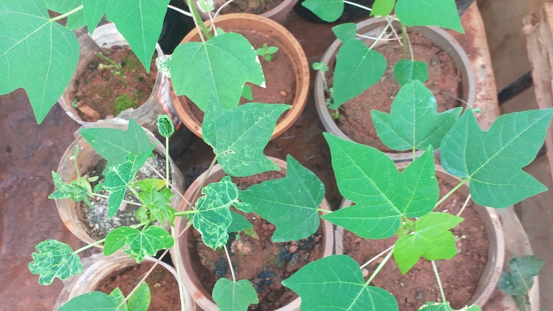 Résultats prometteurs des essais de multiplication de Carica papaya